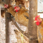 Poultry Course for Women in Rwentaga