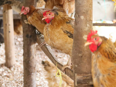 Poultry Course for Women in Rwentaga