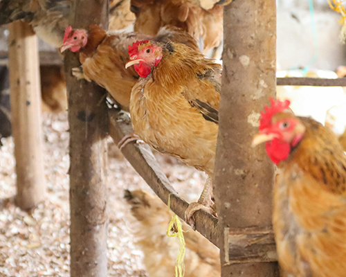 Poultry farming-4×5